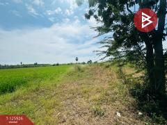 ขายที่ดิน เนื้อที่ 4 ไร่ 63 ตร.วา สองพี่น้อง สุพรรณบุรี-202511051548111762332491889.jpg