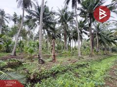 ขายที่ดิน เนื้อที่ 3 ไร่ 61.2 ตารางวา อัมพวา สมุทรสงคราม-202511051630491762335049555.jpg