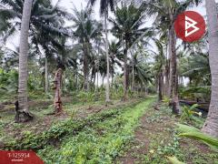 ขายที่ดิน เนื้อที่ 3 ไร่ 61.2 ตารางวา อัมพวา สมุทรสงคราม-202511051630501762335050185.jpg