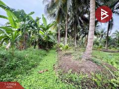 ขายที่ดิน เนื้อที่ 3 ไร่ 61.2 ตารางวา อัมพวา สมุทรสงคราม-202511051630511762335051343.jpg