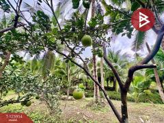 ขายที่ดิน เนื้อที่ 3 ไร่ 61.2 ตารางวา อัมพวา สมุทรสงคราม-202511051630511762335051901.jpg