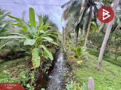 ขายที่ดิน เนื้อที่ 3 ไร่ 61.2 ตารางวา อัมพวา สมุทรสงคราม-202511051630521762335052452.jpg