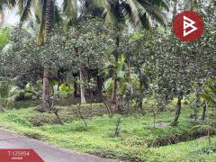 ขายที่ดิน เนื้อที่ 3 ไร่ 61.2 ตารางวา อัมพวา สมุทรสงคราม-202511051630521762335052995.jpg