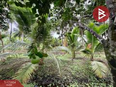 ขายที่ดิน เนื้อที่ 3 ไร่ 61.2 ตารางวา อัมพวา สมุทรสงคราม-202511051630531762335053542.jpg