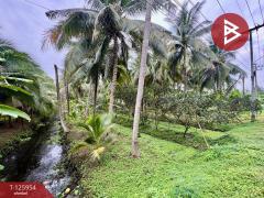 ขายที่ดิน เนื้อที่ 3 ไร่ 61.2 ตารางวา อัมพวา สมุทรสงคราม-202511051630541762335054095.jpg