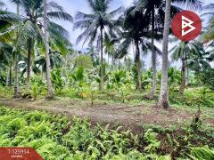 ขายที่ดิน เนื้อที่ 3 ไร่ 61.2 ตารางวา อัมพวา สมุทรสงคราม-202511051630551762335055193.jpg