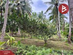 ขายที่ดิน เนื้อที่ 3 ไร่ 61.2 ตารางวา อัมพวา สมุทรสงคราม-202511051630551762335055968.jpg