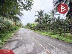 ขายที่ดิน เนื้อที่ 3 ไร่ 61.2 ตารางวา อัมพวา สมุทรสงคราม-202511051630571762335057068.jpg