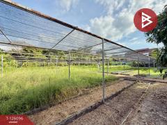 ขายที่ดิน เนื้อที่ 1 ไร่ 1 งาน 35 ตร.วา บ้านนา นครนายก-202511071122561762489376665.jpg