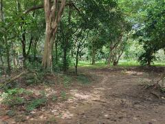 ที่ดินเขาไม้แก้วบางละมุง