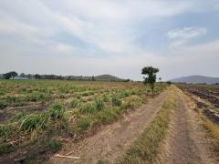 ขายที่ดินอำเภอตากฟ้า จังหวัดนครสวรรค์ เนื้อที่ 31 ไร่ 2 งาน 86 ตารางวา