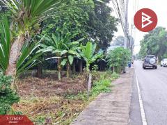 ขายที่ดิน เนื้อที่ 1 งาน 96 ตร.วา บ้านจั่น อุดรธานี-202511071659511762509591943.jpg