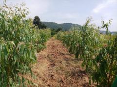 ขายที่ดิน จ.ลพบุรี อ.ลำสนธิ ต.ลำสนธิ  24 ไร่  วิวภูเขาเกือบรอบทิศ 