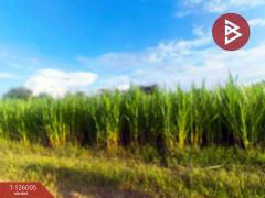 ขายที่ดิน เนื้อที่ 2 ไร่ 2 งาน 86 ตร.วา กำแพงแสน นครปฐม-202511080902451762567365027.jpg