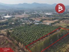 ขายที่ดิน เนื้อที่ 13 ไร่ 2 งาน 72.3 ตร.วา สอยดาว จันทบุรี-202511080932221762569142402.jpg