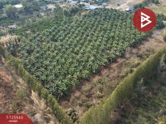 ขายที่ดิน เนื้อที่ 13 ไร่ 2 งาน 72.3 ตร.วา สอยดาว จันทบุรี-202511080932251762569145200.jpg