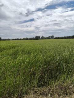 ขายถูกมาก!! ที่ดิน 9 ไร่ 6 ตร.ว. อ.เชียงขวัญ จ.ร้อยเอ็ด ใกล้สนามบินร้อยเอ็ด รพ.เชียงขวัญ ใกล้ตัวเมืองร้อยเอ็ด 18 กม.-202511081704091762596249132.jpg