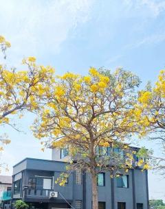 MRTแจ้งวัฒนะ14 วิวสวน ย่านประชาชื่น-งามวงศ์วาน ให้เช่าโฮมออฟฟิศ 3 ชั้น ห้องมุม 30 ตร.วา. 360 ตร.ม. ม.ธุรกิจบัณฑิตย์ 1 กม.  3 นอน 4 น้ำ