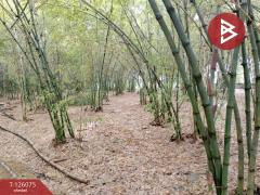 ขายที่ดิน เนื้อที่ 4 ไร่ 1 งาน 95.8 ตารางวา ปราณบุรี ประจวบคีรีขันธ์-202511091308181762668498070.jpg