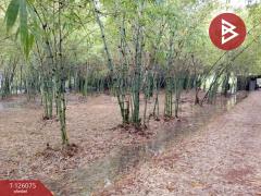 ขายที่ดิน เนื้อที่ 4 ไร่ 1 งาน 95.8 ตารางวา ปราณบุรี ประจวบคีรีขันธ์-202511091308191762668499139.jpg