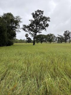 ด่วน ขายที่นา ราคาถูก อ.กันทรารมย์ จ.ศรีสะเกษ เนื้อที่ 12 ไร่ 2 งาน 62.6 ตร.ว. โทร 062-5982441 (คุณโย)-202511091405291762671929327.jpg