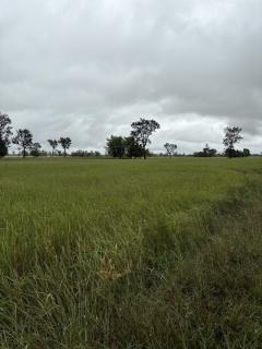 ด่วน ขายที่นา ราคาถูก อ.กันทรารมย์ จ.ศรีสะเกษ เนื้อที่ 12 ไร่ 2 งาน 62.6 ตร.ว. โทร 062-5982441 (คุณโย)-202511091405331762671933263.jpg