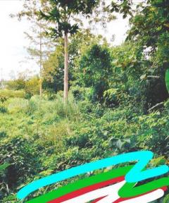 มูลค่าทวีเพิ่มพูนทรัพย์ในดิน ขายที่ดินติดลำธารน้ำใสไหลริน ชุ่มฉ่ำตลอดปี สวยวิวล้าน 800000บาท 3-0-35ไร่ อำเภอสันติสุข น่าน