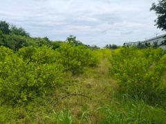  ขายที่ดิน 3 ไร่ 2 งาน 63 ตารางวา (1,463 ตร.ว.)  อำเภอกำแพงแสน จังหวัดนครปฐม-202511101259301762754370473.jpg