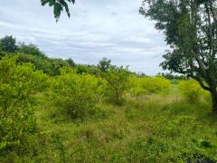  ขายที่ดิน 3 ไร่ 2 งาน 63 ตารางวา (1,463 ตร.ว.)  อำเภอกำแพงแสน จังหวัดนครปฐม-202511101259311762754371014.jpg