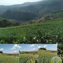 ที่ดินโฉนด 1 ไร่ บรรยากาศดี วิวที่สวยงามที่สุดของ อ.ปาย ใกล้แหล่งท่องเที่ยว รีสอร์ต ชุมชน 9 นาทีจากภูริปายรีสอร์ต 