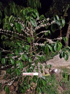 ราคาถูกมาก!! ให้เช่า/เซ้งกิจการรีสอร์ท พร้อมสวนกาแฟ 20 ไร่ ติดลำธาร ภูเขา ติดทางหลวง อ.ดอยสะเก็ด จ.เชียงใหม่-202511101815481762773348652.jpg