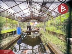 ขายบ้านเดี่ยวพร้อมที่ดิน เนื้อที่ 1 ไร่ 2 งาน 11.7 ตร.วา วังทอง พิษณุโลก-202511102154511762786491233.jpg