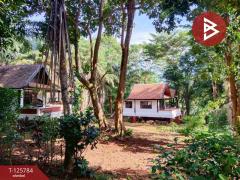 ขายบ้านพักตากอากาศ รีโนเวทใหม่ เนื้อที่ 1 งาน 99 ตร.วา เกาะหมาก ตราด-202511111037421762832262310.jpg