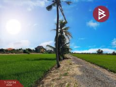 ขายที่ดินพร้อมสิ่งปลูกสร้าง เนื้อที่ 12 ไร่ 5 ตร.วา ลาดกระบัง กรุงเทพมหานคร-202511111511251762848685669.jpg