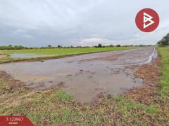 ขายด่วนที่ดิน เนื้อที่ 1 ไร่ 1 งาน 99 ตารางวา หนองเสือ ปทุทธานี-202511121003421762916622077.jpg