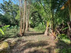 ขายที่ดินเปล่า 1 ไร่ 61 ตร.วา ติดคลองชลประทาน ทำเลดี ใกล้ถนนแสงชูโต อ.ท่ามะกา จ.กาญจนบุรี เพียง 950,000 บาท-202511121418021762931882699.jpg