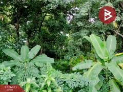 ขายที่ดินแปลงสวย เนื้อที่ 1 ไร่ 3 งาน 60 ตารางวา พิษณุโลก ติดถนนพิษณุโลก-บางระกำ-202511121443471762933427582.jpg