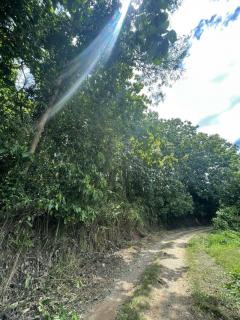 ที่ดินเนื้อที่ 4 ไร่ 1 งาน 54 ตรว.น่าน ทุ่งช้าง-202511121623471762939427592.jpg