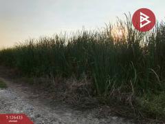 ขายที่ดิน เนื้อที่ 3 งาน 90.3 ตารางวา ดอนตูม นครปฐม-202511121624581762939498865.jpg