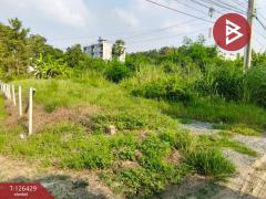 ขายที่ดิน เนื้อที่ 85 ตารางวา ลำพญา นครปฐม-202511121630331762939833135.jpg