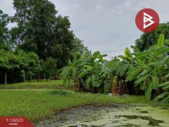 ขายที่ดินพร้อมสิ่งปลูกสร้าง เนื้อที่ 2 ไร่ 3 งาน 50 ตร.วา หนองฉาง อุทัยธานี-202511130905221762999522995.jpg