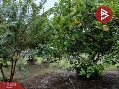 ขายที่ดินพร้อมสิ่งปลูกสร้าง เนื้อที่ 2 ไร่ 3 งาน 50 ตร.วา หนองฉาง อุทัยธานี-202511130905231762999523852.jpg