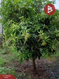 ขายที่ดินพร้อมสิ่งปลูกสร้าง เนื้อที่ 2 ไร่ 3 งาน 50 ตร.วา หนองฉาง อุทัยธานี-202511130905241762999524933.jpg