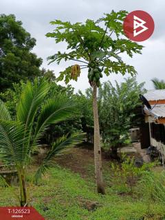 ขายที่ดินพร้อมสิ่งปลูกสร้าง เนื้อที่ 2 ไร่ 3 งาน 50 ตร.วา หนองฉาง อุทัยธานี-202511130905261762999526536.jpg