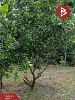 ขายที่ดินพร้อมสิ่งปลูกสร้าง เนื้อที่ 2 ไร่ 3 งาน 50 ตร.วา หนองฉาง อุทัยธานี-202511130905281762999528147.jpg