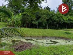 ขายที่ดินพร้อมสิ่งปลูกสร้าง เนื้อที่ 2 ไร่ 3 งาน 50 ตร.วา หนองฉาง อุทัยธานี-202511130905281762999528692.jpg