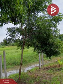 ขายที่ดินพร้อมสิ่งปลูกสร้าง เนื้อที่ 2 ไร่ 3 งาน 50 ตร.วา หนองฉาง อุทัยธานี-202511130905291762999529779.jpg