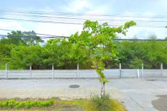 ขาย ถูกที่สุด ที่ดิน ริมถนนพุทธมณฑล สาย3 ขนาด 4 ไร่กว่า เหมาะทำการค้า DD-202511131442361763019756408.jpg