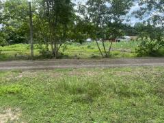 ที่ดิน 200 ตารางวา ถมแล้ว มีโฉนด หน้าโรงพยาบาลปากพลี ขาย 7 แสนบาทพร้อมโอน-202511131925111763036711360.jpg