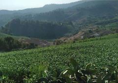 ขายที่ดินโฉนด 2 ไร่ บรรยากาศดี วิวที่สวยงามที่สุดของ อ.ปาย ใกล้แหล่งท่องเที่ยว รีสอร์ต ชุมชน 9 นาทีจากภูริปายรีสอร์ต-202511141453531763106833166.jpg